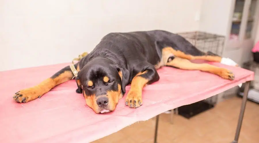 A Veterinarian Treats A Rottweiler Dog At A Veterinary Clinic.  Veterinary Specimen Care For A Wound On A Dog'S Paw.