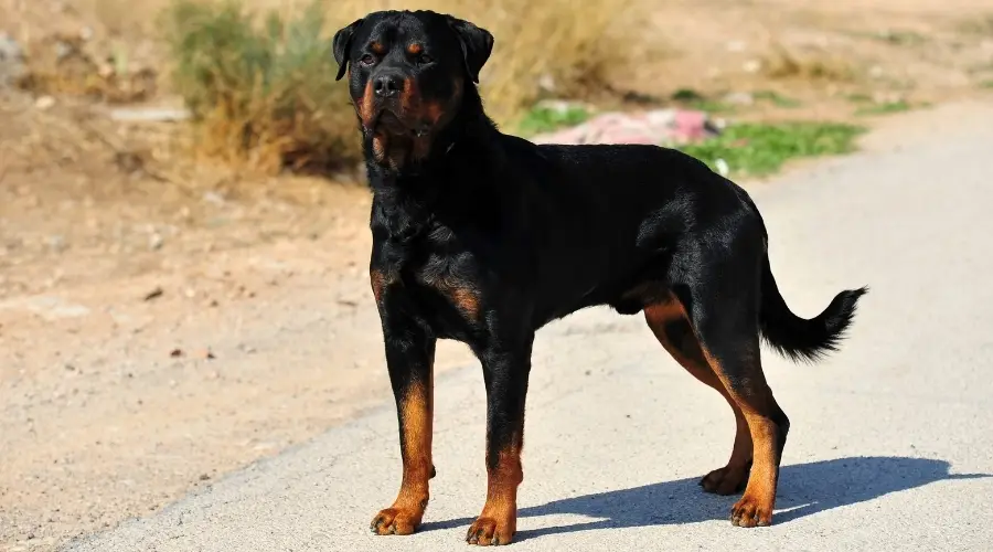 Black And Tan Dog Standing On The Road