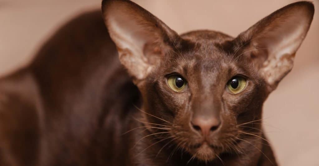 Brown Cat Species