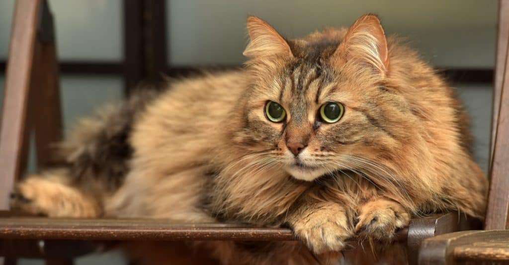 A Cute Brown Fluffy Norwegian Forest Cat Is Sleeping On A Chair.