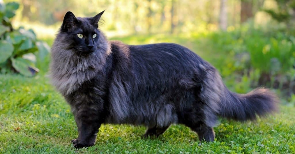 A Young Norwegian Forest Cat Standing In A Garden.