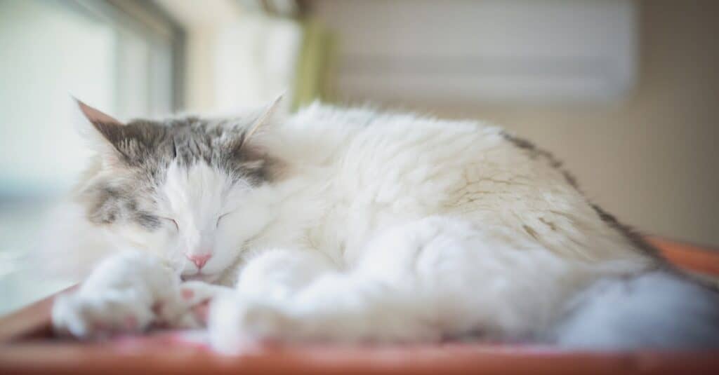 A Norwegian Forest Cat Is Sleeping.