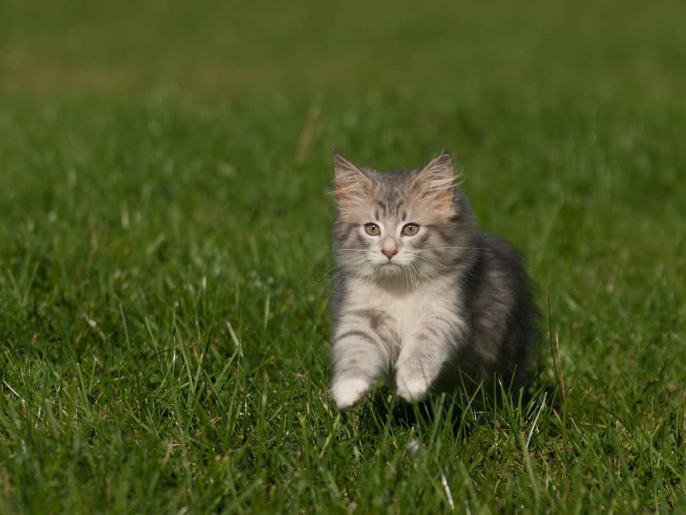 Norwegian Forest Cat (Felis Catus) - Cat Running In The Grass.