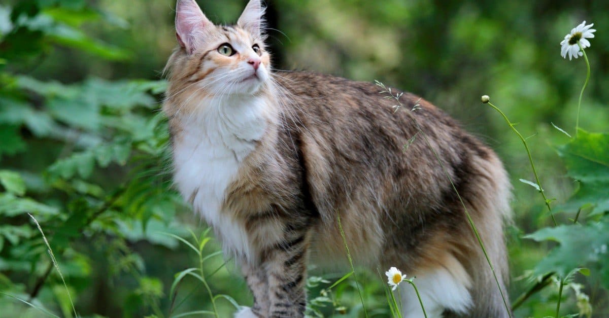 Norwegian Forest Cat Prices In 2023: Purchase Price, Pet Bills And Other Costs