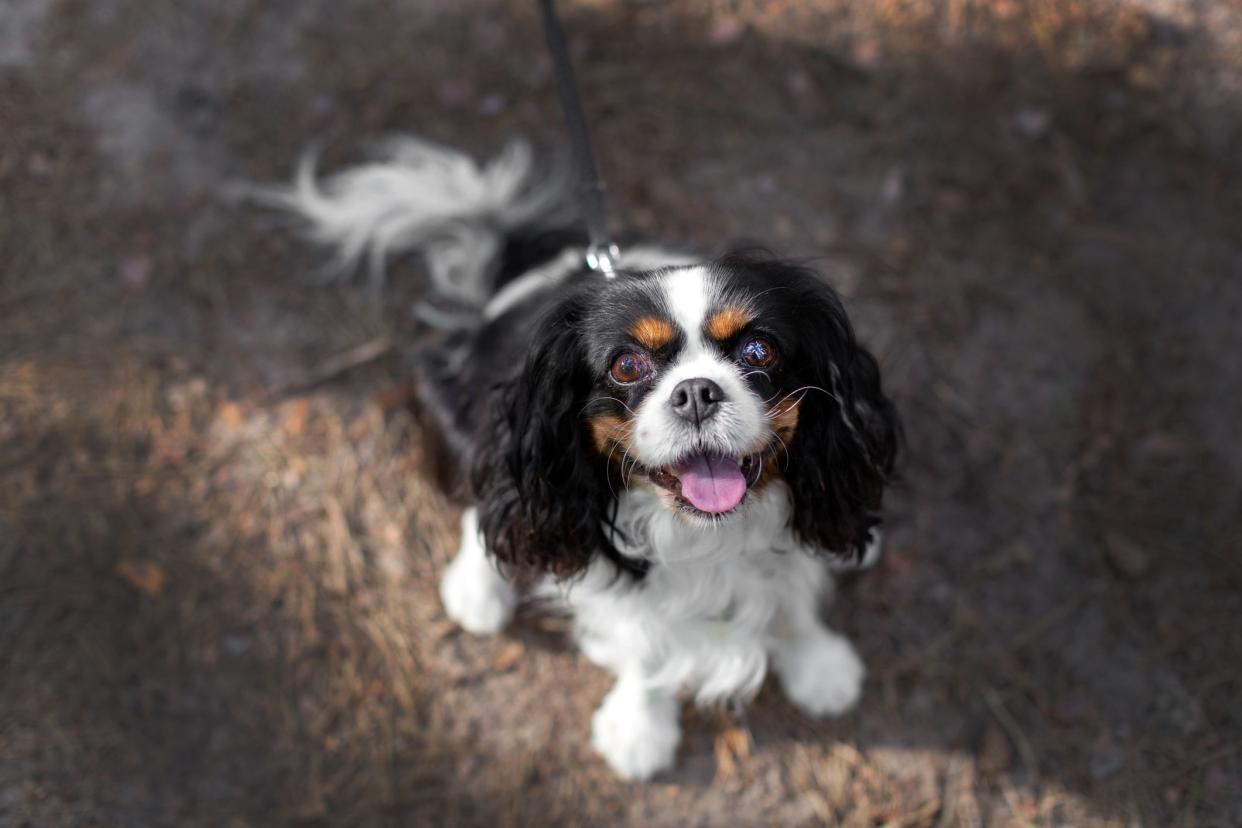 Happy Dog ​​- Cavalier Spaniel, On A Walk