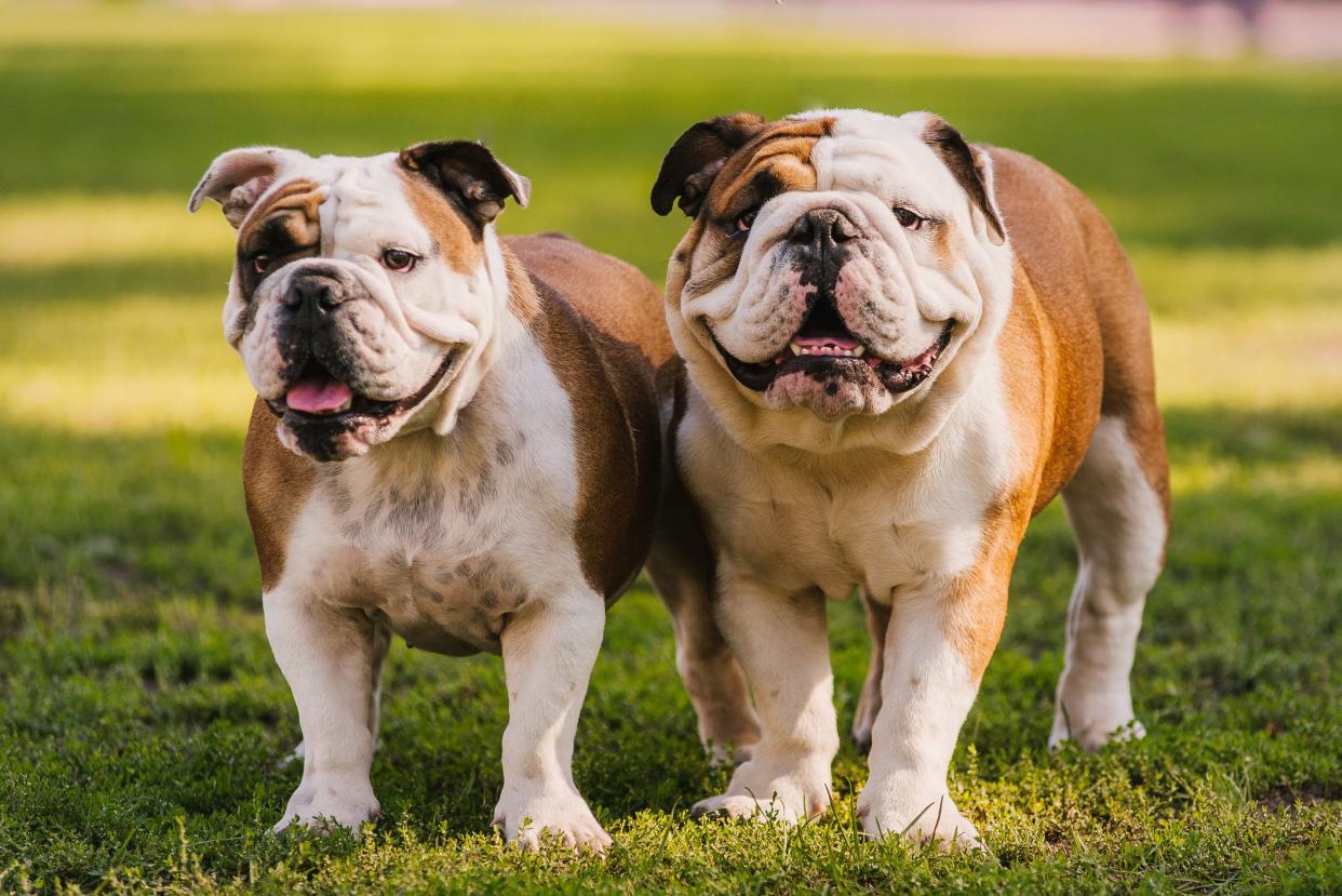 Two English Bulldogs Puppies Meeting Outdoors