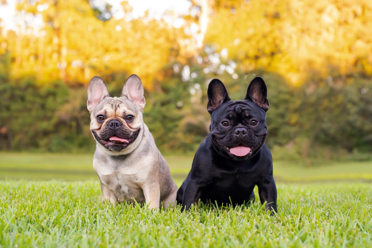 Black And White French Bulldogs Rest On The Grass In A Park.  Pure French Outdoors On A Sunny Afternoon.  Dogs Having Fun Outside.