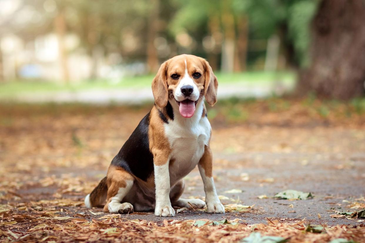 Brown Dog Beagle Sitting Among Orange-Yellow Fallen Leaves In An Autumn Nature Park And Looking At The Camera.  Summer, Harvest Time.  Copy Very Wide Banner And Space.