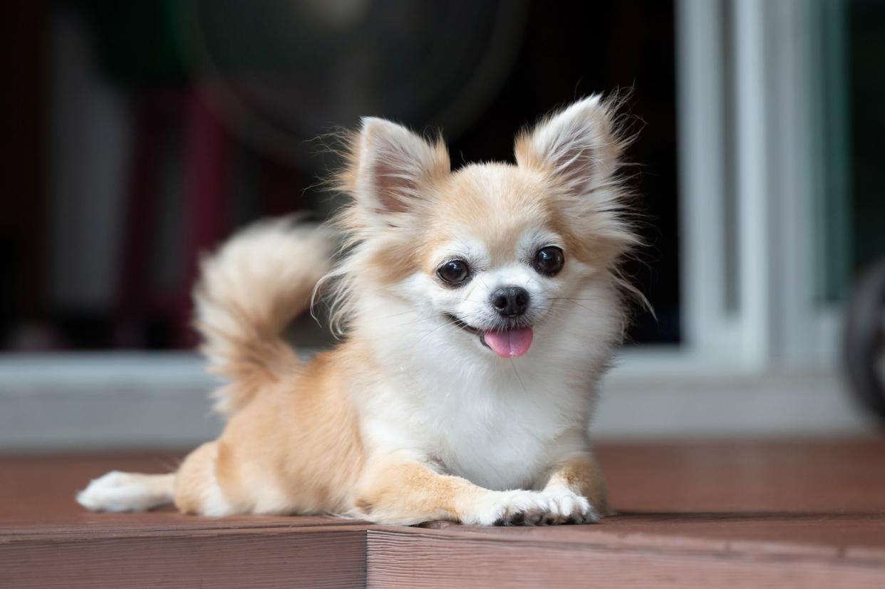 A Brown Chihuahua Sits On The Floor.  A Small Dog In An Asian House.  Happy And Relaxed Dog.