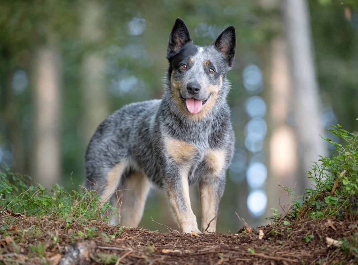 Portrait Of A Pure Female Australian Cattle Dog Standing In The Bush.  Beautiful Alarm View