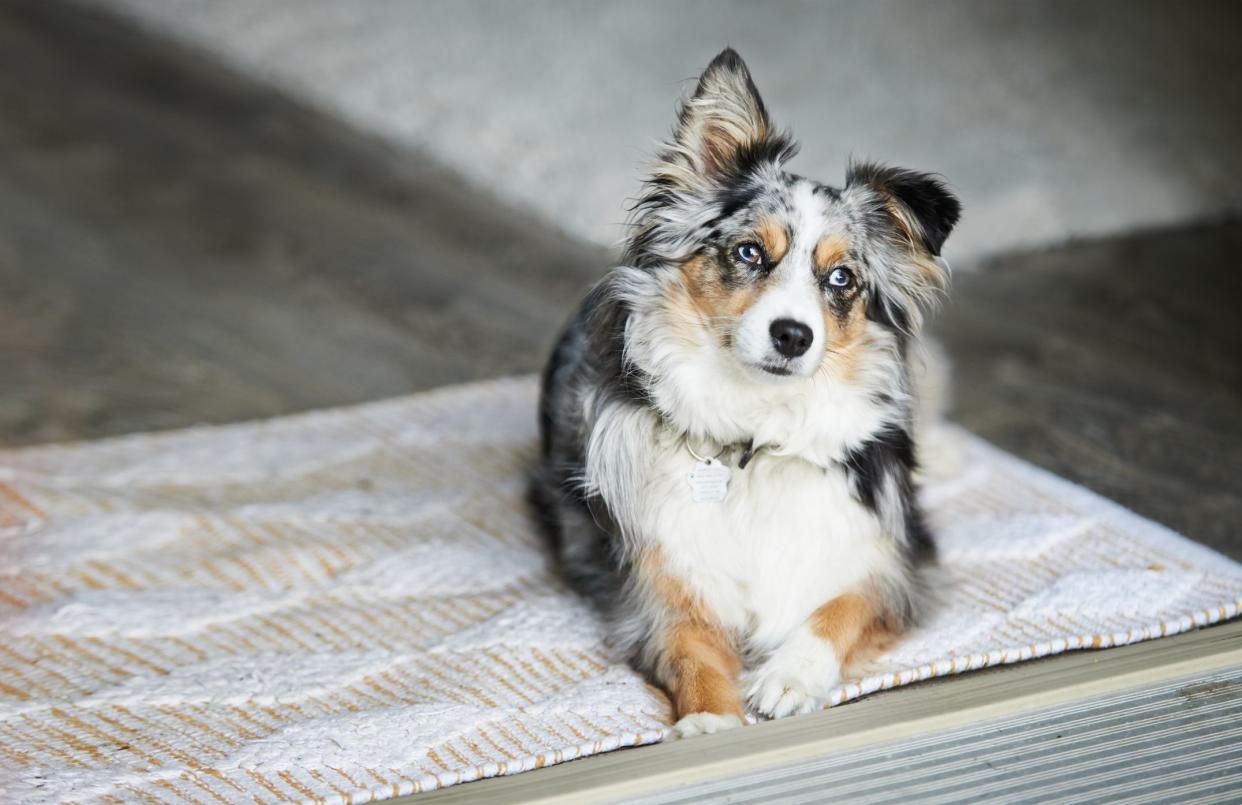 A Shot Of A Cute Australian Shepherd Sitting On The Floor Indoors