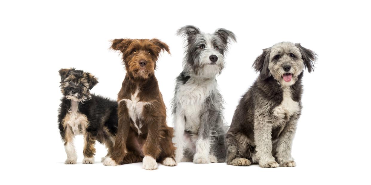 A Group Of Cross Breed Dogs Are Sitting In A Row