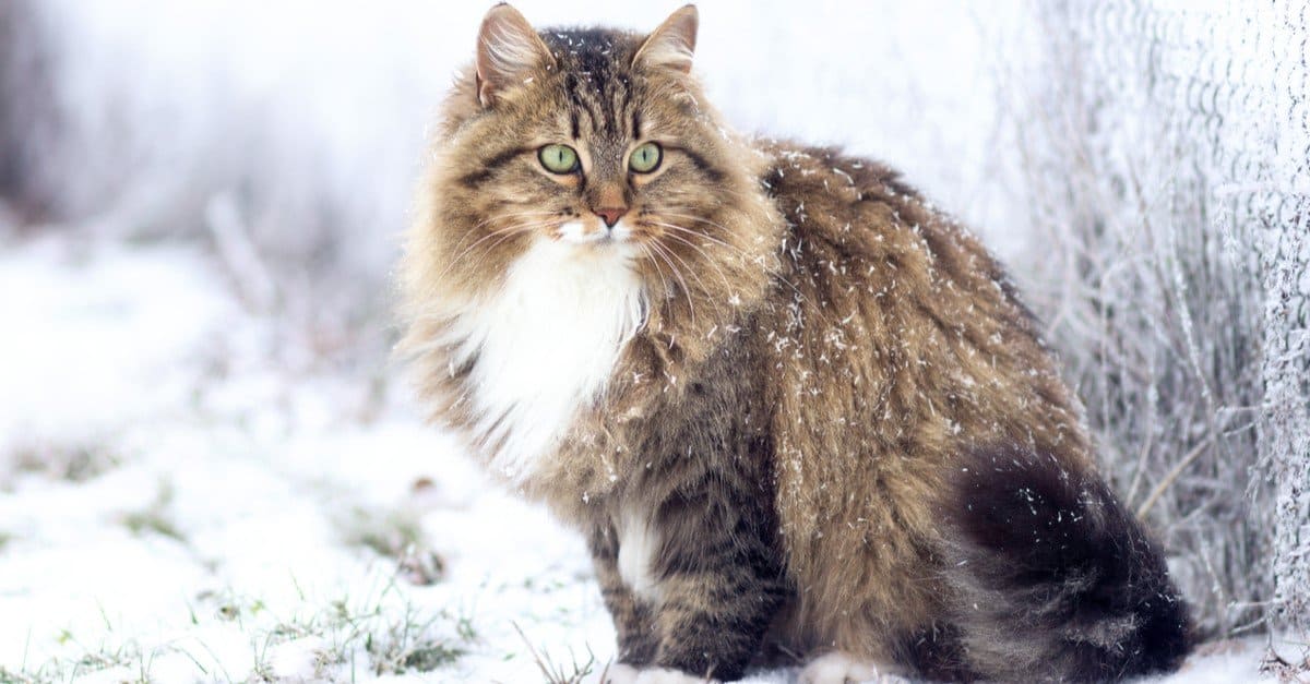 Siberian Cat Prices In 2023: Purchase Cost, Vet Bills And Other Expenses