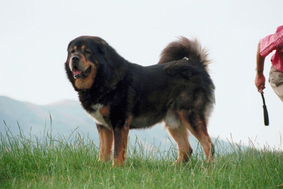 Tibetan Mastiff Dog