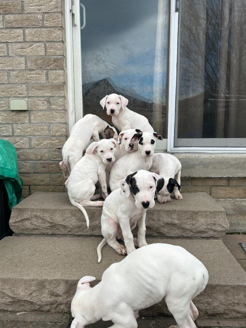 Dogo Argentina Puppies