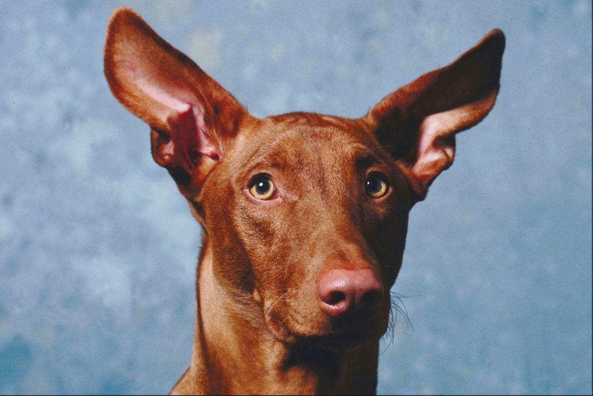 Pharaoh Hound Dog