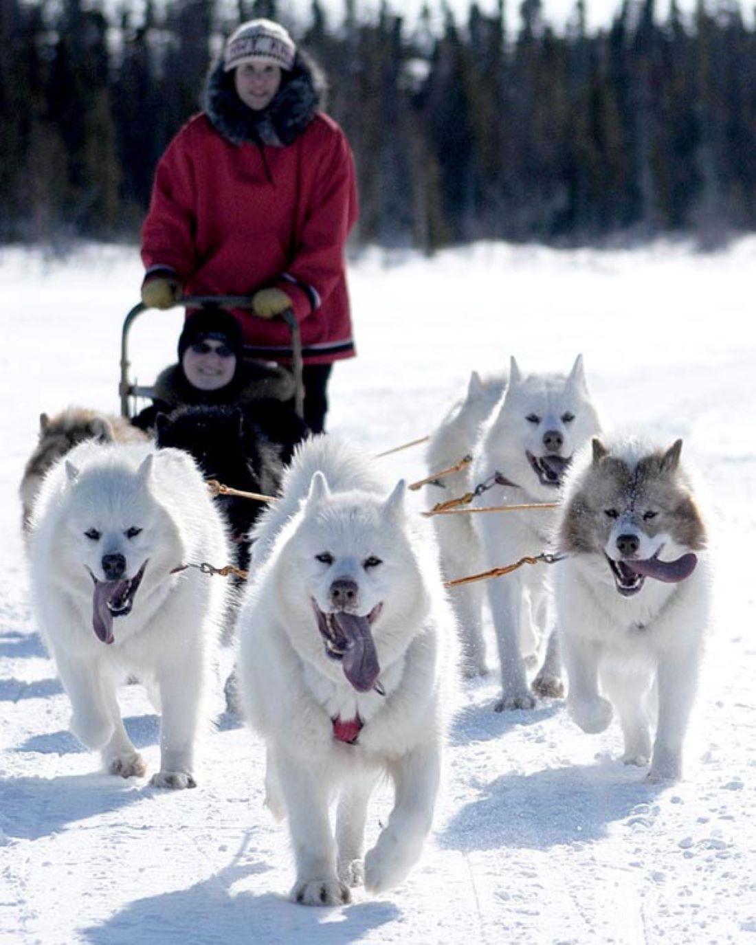 Canadian Eskimo Dogs