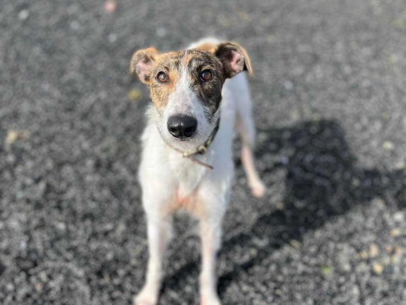 Western Telegraph: Greenacres Animal Rescue Is Looking For A Home For Parsnip, An Abandoned Lurcher.