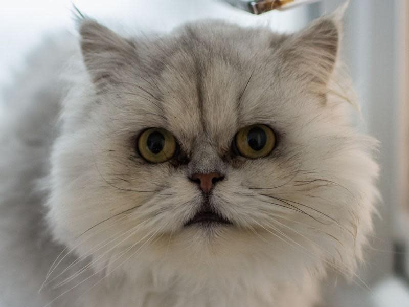 Western Telegraph: Greenacres Animal Rescue Says The Persian Princess Is Sweet, Confident And Friendly. 