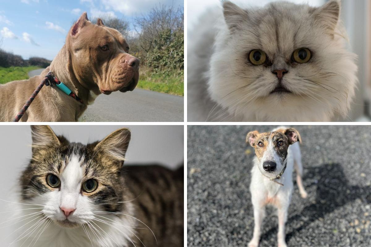 The Dogs And Cats At Greenacres Animal Rescue Are Looking For Forever Homes