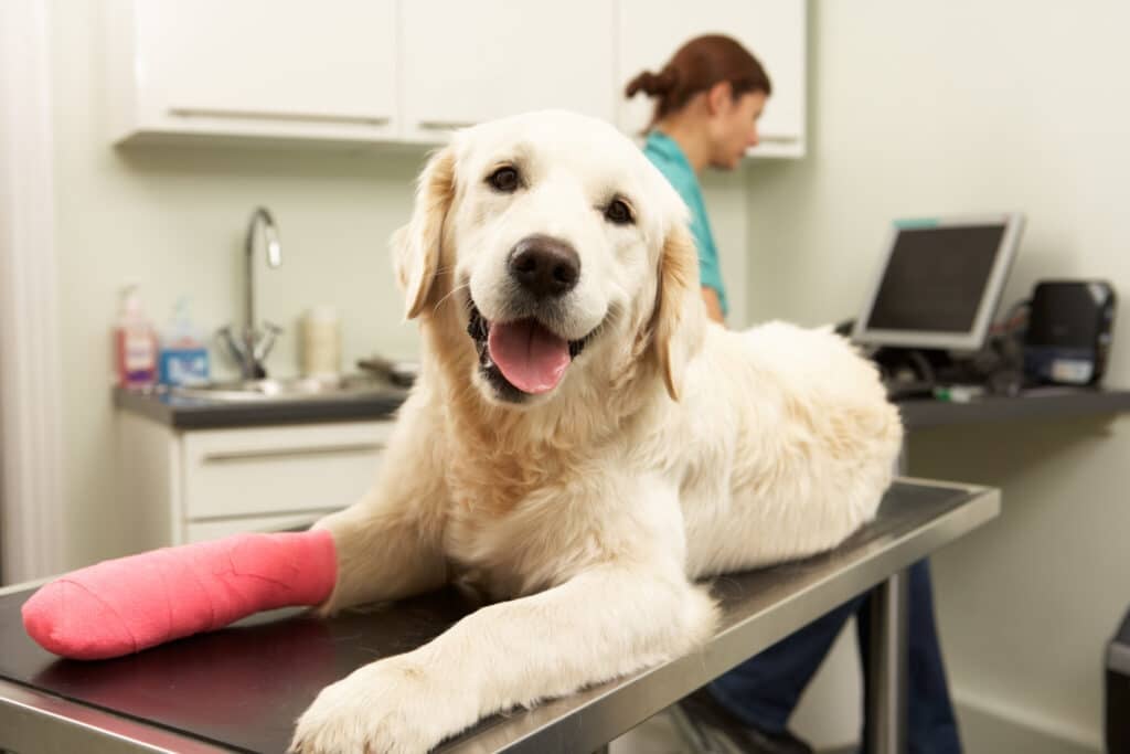 2023 Pet Insurance Facts And Statistics