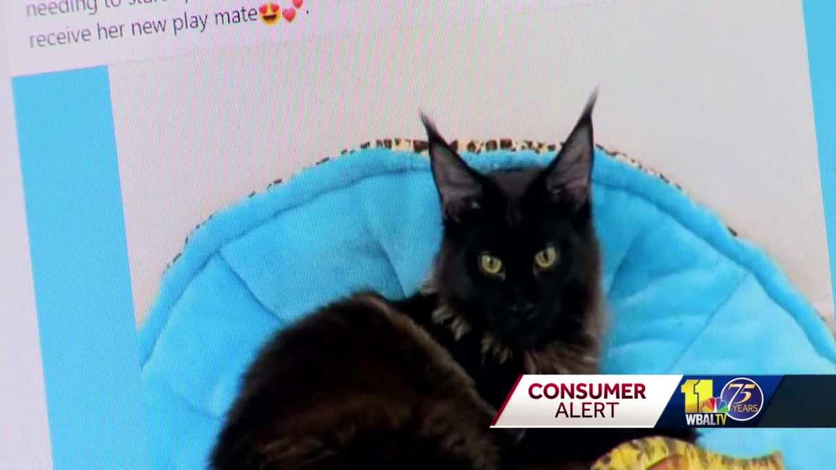 A Colombian Woman Warns Of Scammers Selling Pets Online.