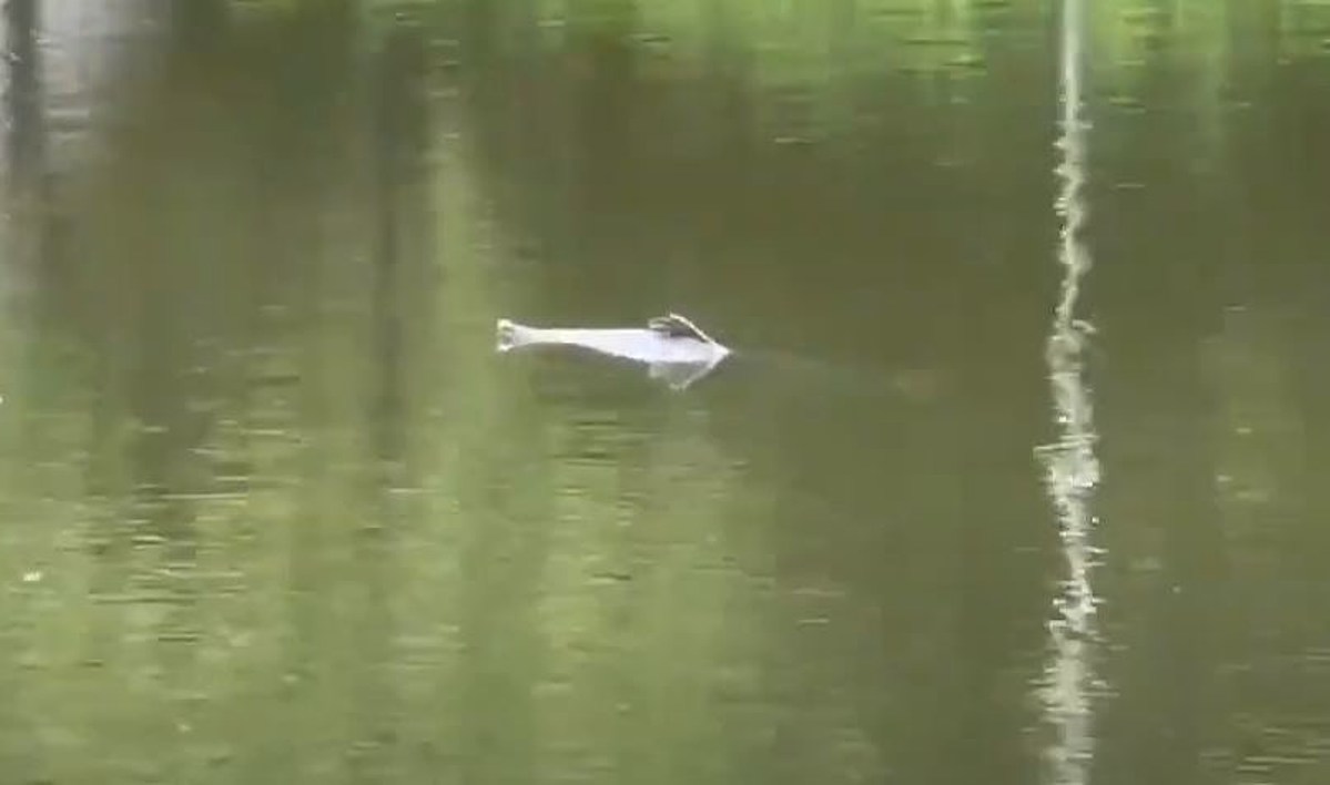 A Mysterious Creature Appeared In A New Orleans City Park