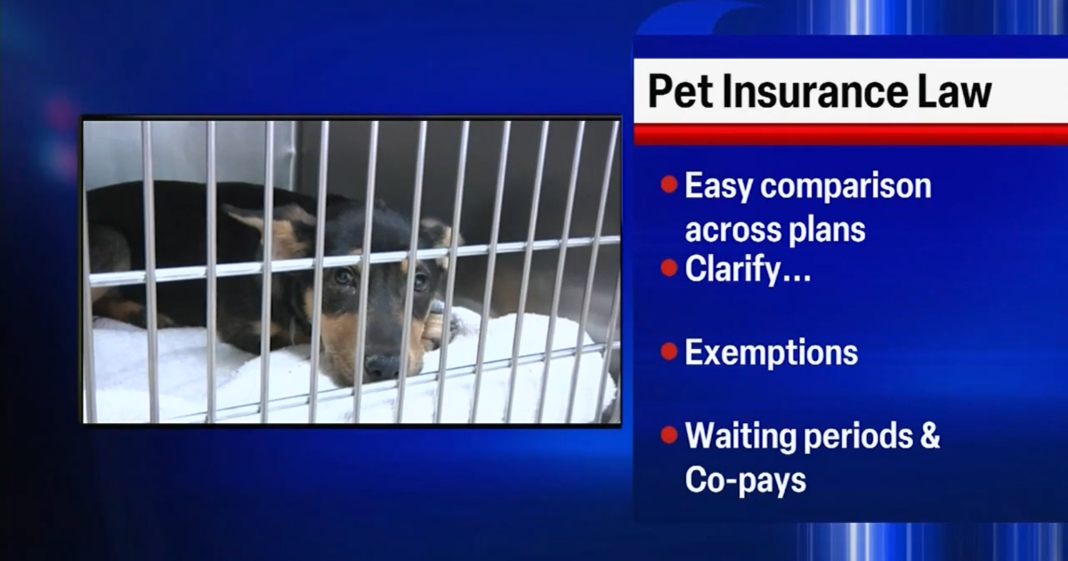 A Pet Insurance Policy Ensures That You Can Afford To Take Care Of Your Pet'S Medical Needs  News