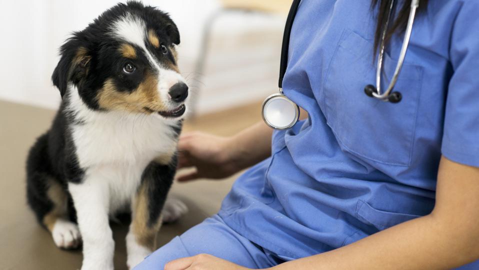 Best Cheap Pet Insurance Of 2023 - Forbes Advisor