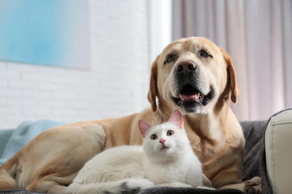 Best Pet Insurance Companies (April 2023)