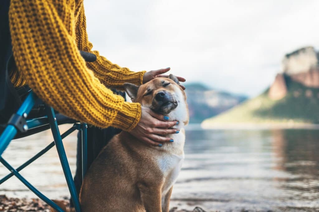 Best Pet Insurance Companies In South Dakota (2023)