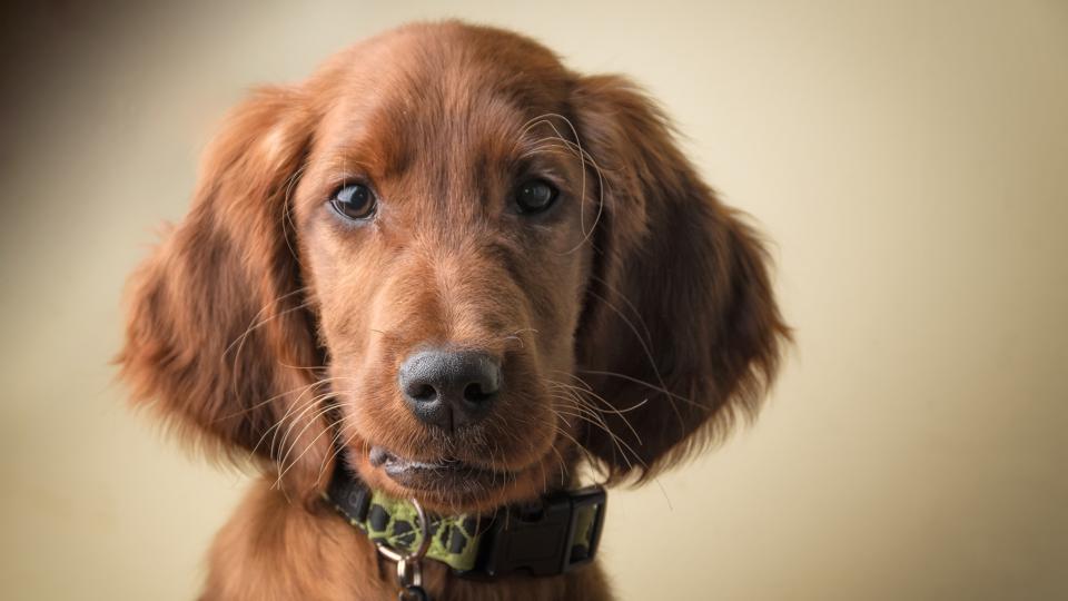 Best Pet Insurance In Illinois (Il) 2023 - Forbes Advisor