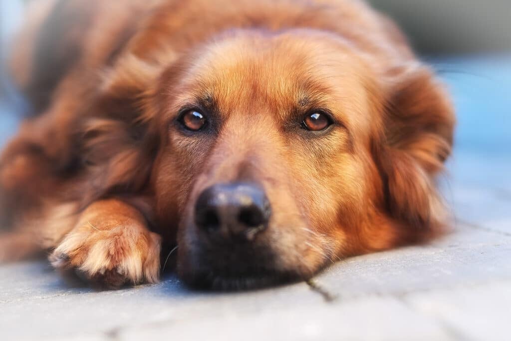 Does Pet Insurance Cover End-Of-Life Care?  (2023 Guide)