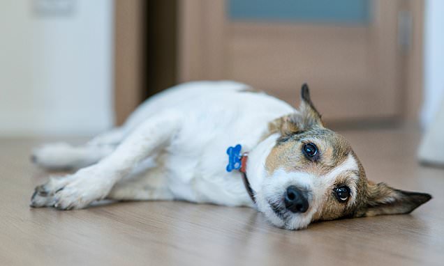 How A 15P Onion Caught By Your Dog Could Set You Back Over £300.