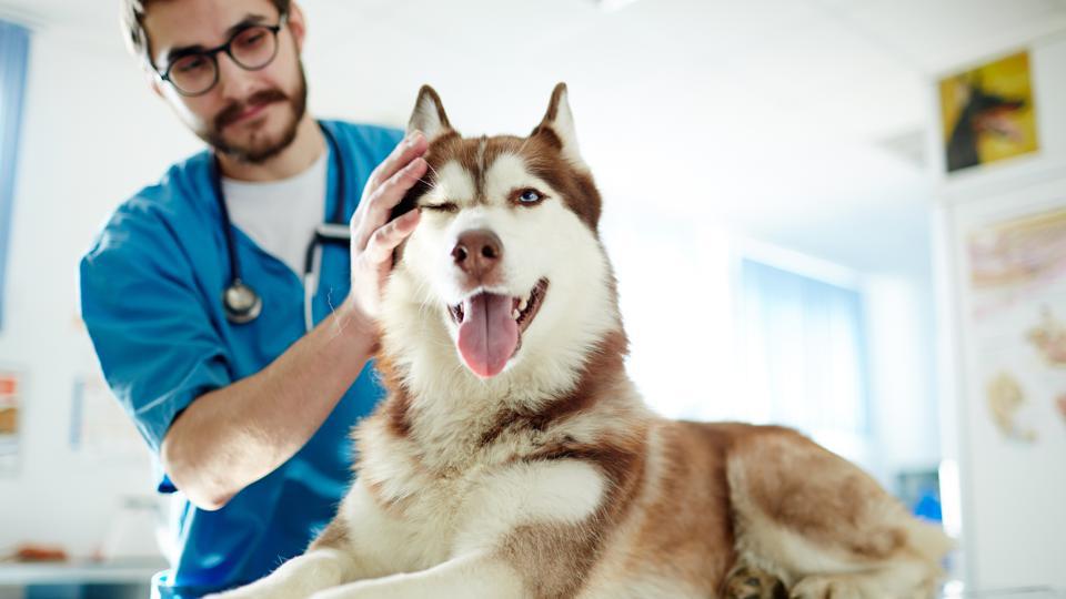 How Much Does Tumor Removal For Dogs Cost? (2023 Guide)