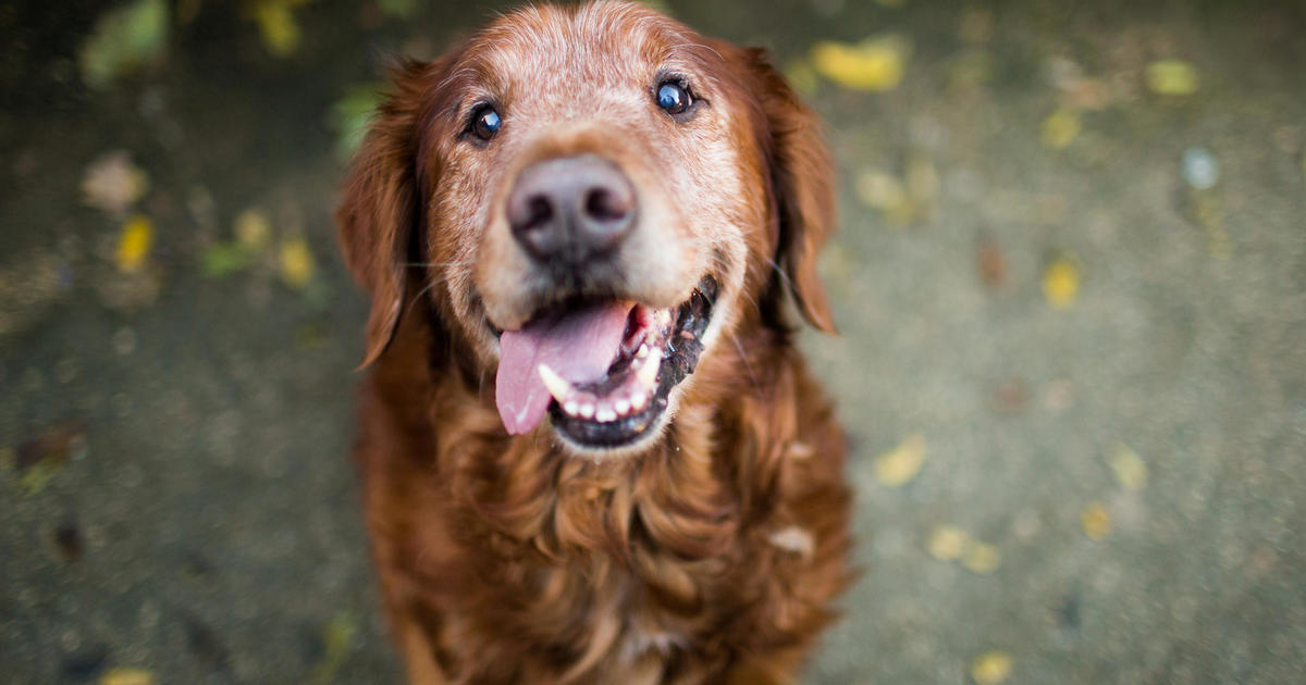 Is Pet Insurance Worth It For Older Pets?