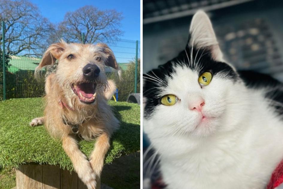 Meet Our Pets Of The Week With Trixie And Nellie