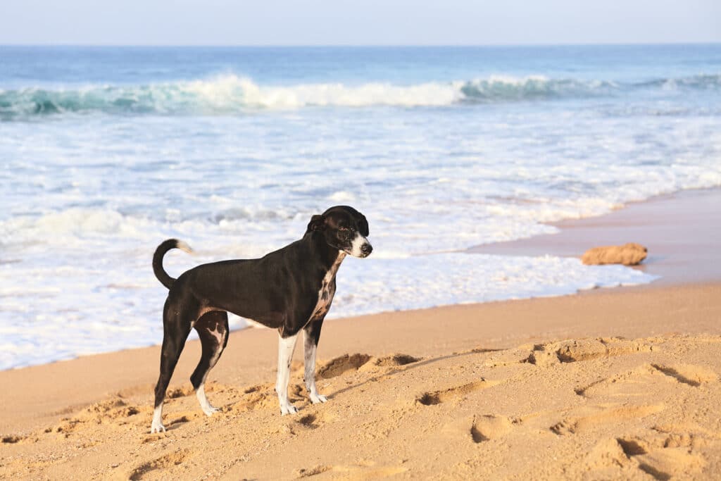 The Best Pet Insurance In Hawaii (2023 Guide)