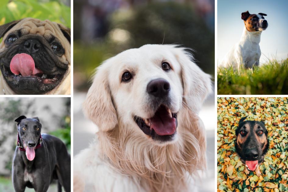 The Most Expensive And Cheapest Dog Breeds In The Uk Are Revealed