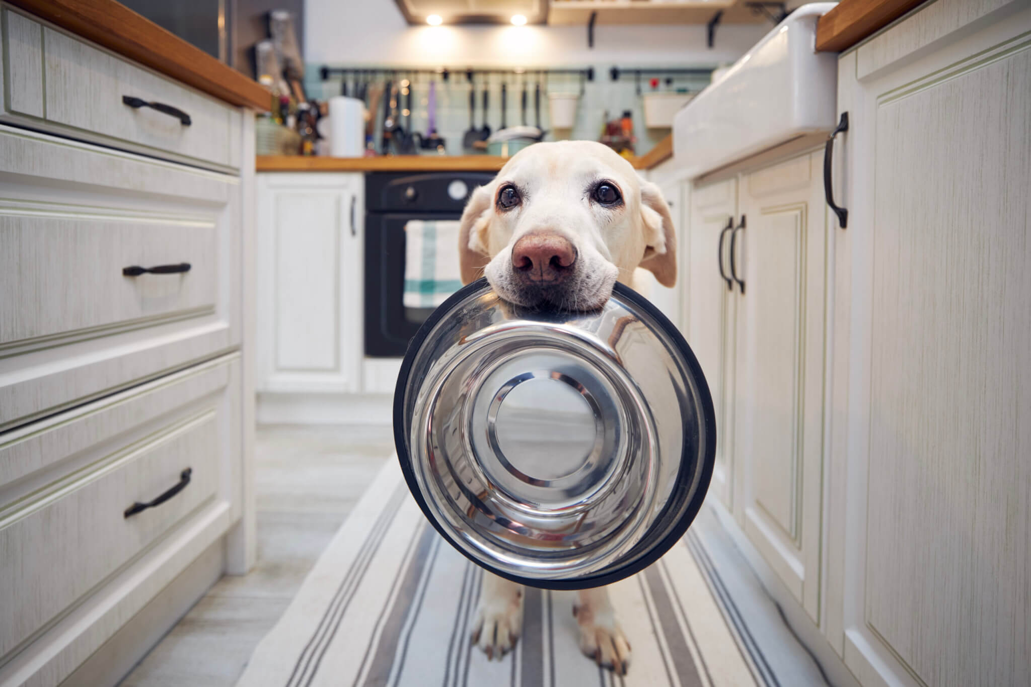 Top Ways To Save Money On Pet Food