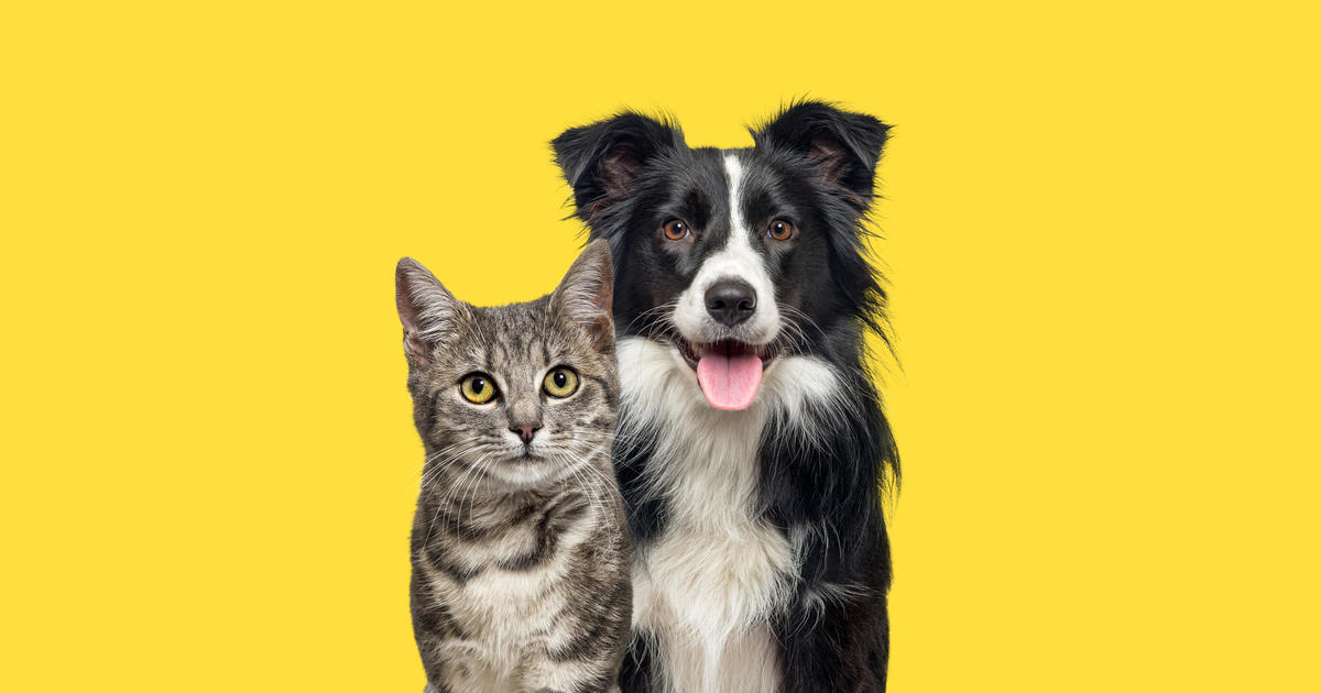 Why Pet Insurance Is Valuable At Any Age