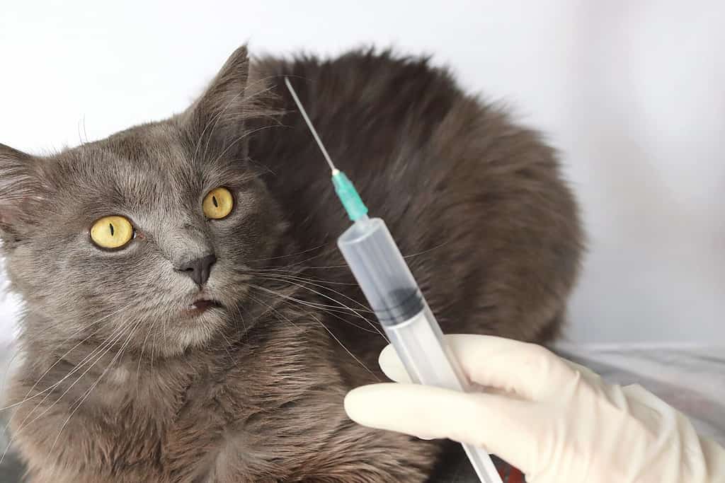 Gray Fluffy Long Hair Cat In Medical Gloves Nebelung And Unfocused Needle.  Flipping Space - Veterinary Medicine, Animal Health, Prevention, Treatment, Injection, Care Concept.