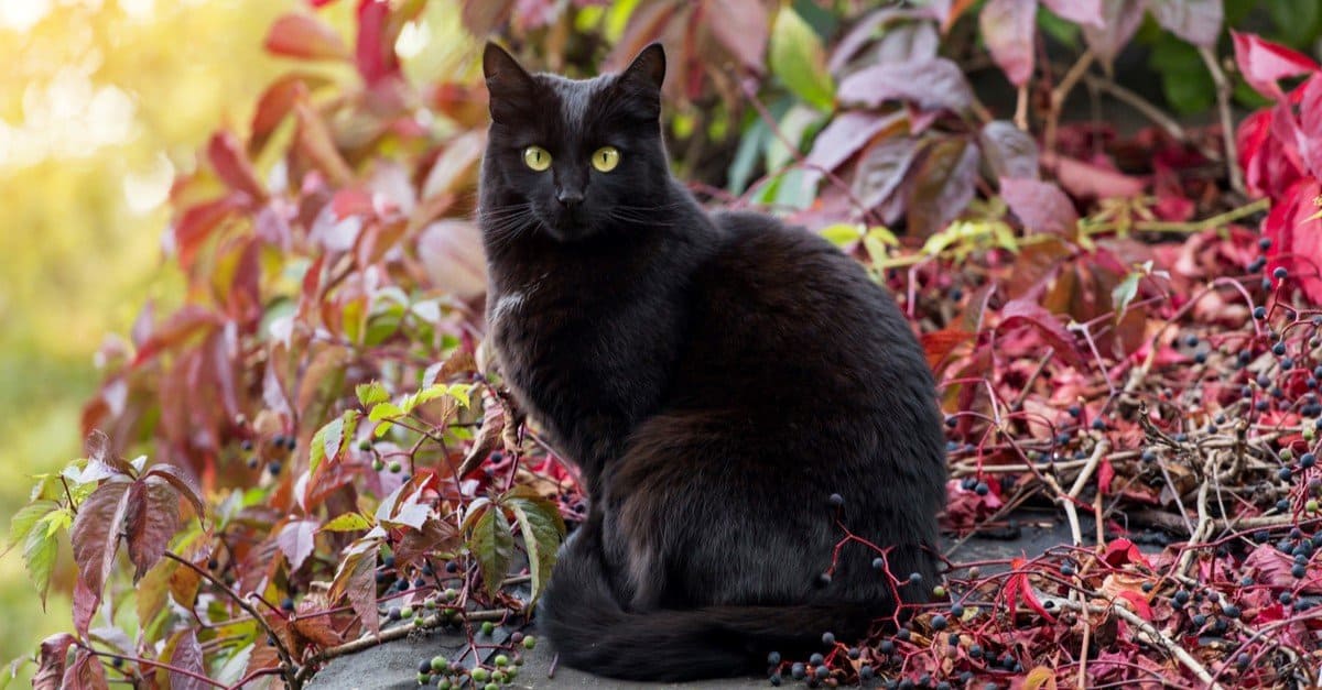 Bombay Cat Prices In 2023: Purchase Cost, Pet Bill And Other Costs