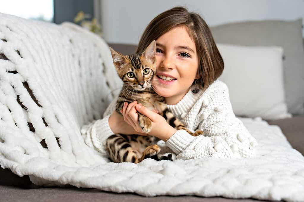 Bengal Cat In The Living Room With The Child On The Sofa