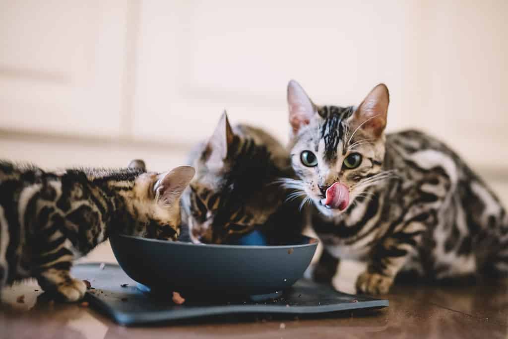 Young Bengal Cats Eat Together.  Breeding A Cat At Home.  Beautiful Pets