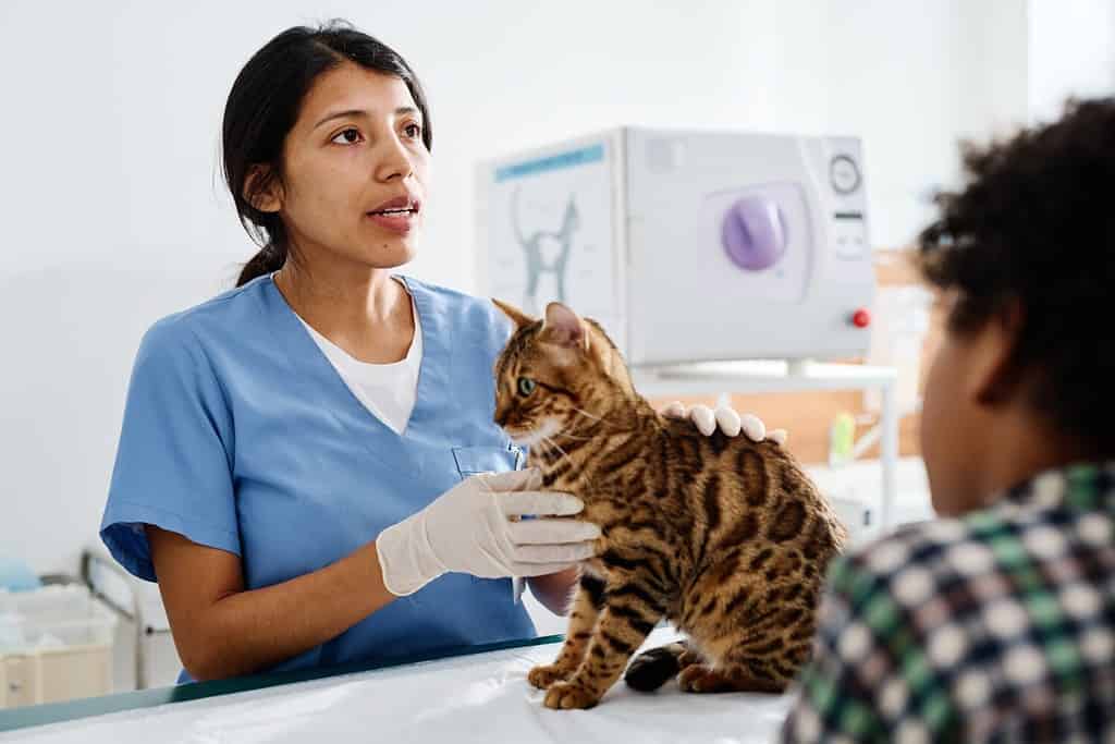 A Hispanic Woman Working In A Modern Veterinary Clinic Talks To Owners Of Bengal Cats While Grooming Them.