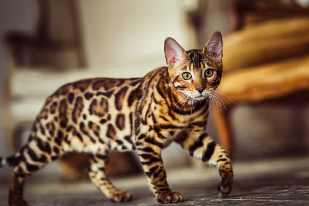 Bengal Cat Prices In 2023: Purchase Price, Vet Bills And Other Costs