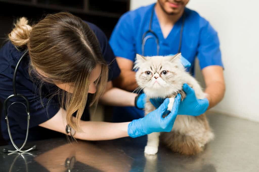 A Cat Being Examined At The Vet