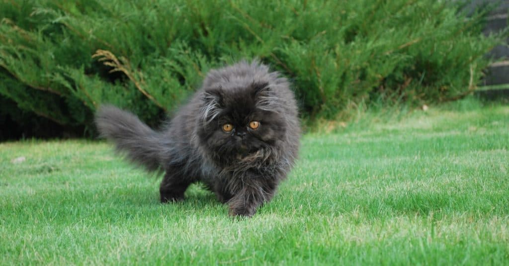 A Black Persian Cat Is Playing Outside On The Grass.