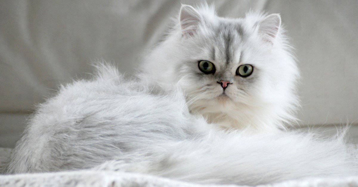 Persian Cat Prices In 2023: Purchase Price, Vet Bills And Other Expenses